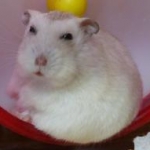 himegonさんのプロフィール画像