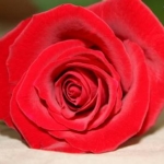 orchidsさんのプロフィール画像