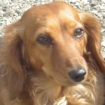 風切惰魔緒さんのプロフィール画像