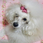 prinさんのプロフィール画像