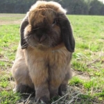 sinobuさんのプロフィール画像