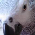 あこぽっぽさんのプロフィール画像