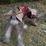 ストロベリーさんのプロフィール画像