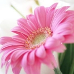 chiezoさんのプロフィール画像