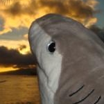 かおさんのプロフィール画像