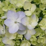 華奢凛さんのプロフィール画像