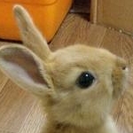 モカさんのプロフィール画像