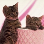 ヒナさんのプロフィール画像