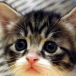 eve-yukaさんのプロフィール画像