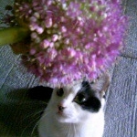 あみさんのプロフィール画像