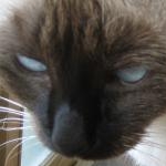 ミーのカーさんのプロフィール画像