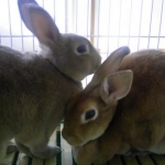 spEACH_balloonさんのプロフィール画像