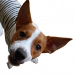 madre-de-maple さんのプロフィール画像