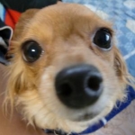 ブニャコさんのプロフィール画像