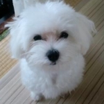 お試しらんちゃん