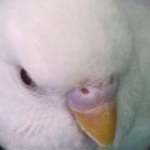 ゆらまろさんのプロフィール画像