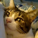 FOX_☆さんのプロフィール画像