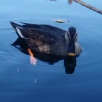 mayuさんのプロフィール画像