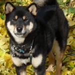 kazuさんのプロフィール画像