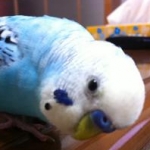 hiyokoさんのプロフィール画像