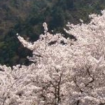 vivianさんのプロフィール画像