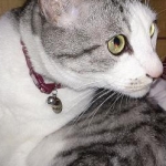 korin0521さんのプロフィール画像