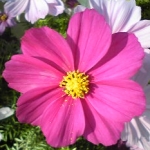 akaneさんのプロフィール画像