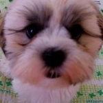 えみチョルさんのプロフィール画像