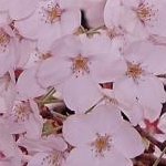 ちぃさんのプロフィール画像