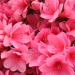 ルミルミさんのプロフィール画像