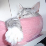 はっちさんのプロフィール画像