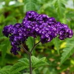 ヘリオトロープ