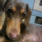 はっちちぃさんのプロフィール画像