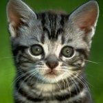 ねこニャンさんのプロフィール画像