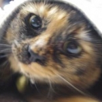 chipさんのプロフィール画像