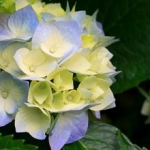 花さんのプロフィール画像