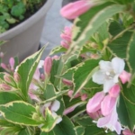 keropin2さんのプロフィール画像