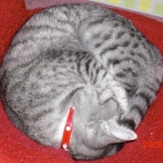 ぺみ蔵さんのプロフィール画像