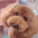 ぴっくにっくさんのプロフィール画像