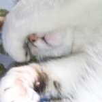 季まぐれさんのプロフィール画像