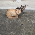 蜜柑酒ちゃんさんのプロフィール画像