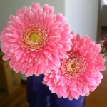 み〜やさんのプロフィール画像