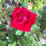 ちゃーさんのプロフィール画像