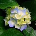 ダッシーさんのプロフィール画像