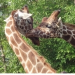 ちょこ１０２２