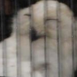 うさぎさんのプロフィール画像