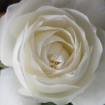 mimuさんのプロフィール画像