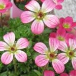 さくらさんのプロフィール画像