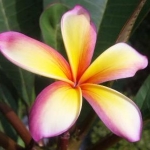 のえさんのプロフィール画像