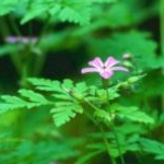 ことちゃんさんのプロフィール画像